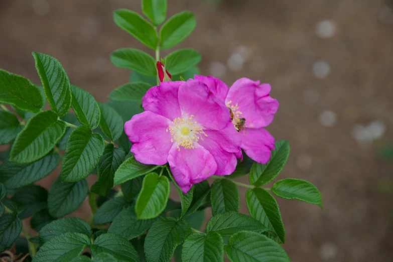 a single pink flower sitting on top of green leaves