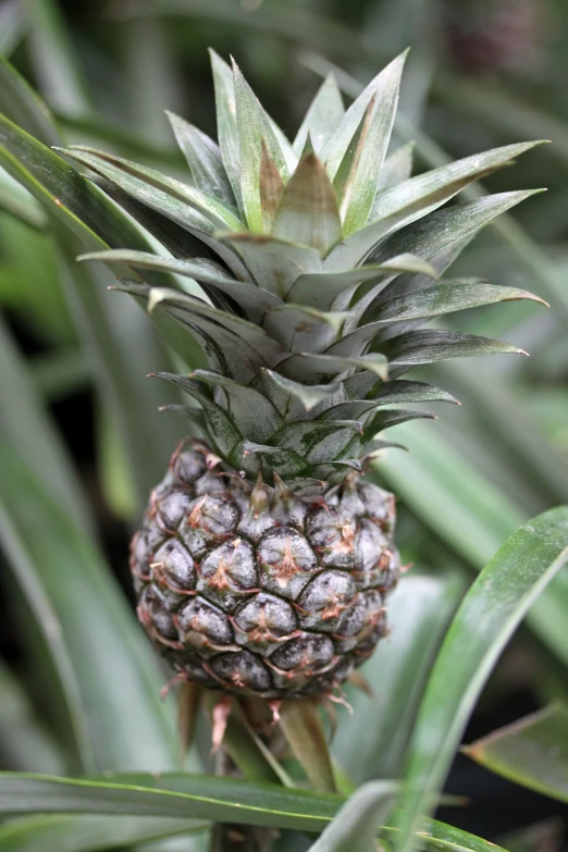 a pineapple is growing on a tree, with some leaves