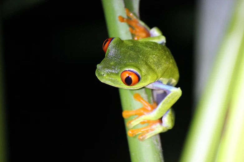 a frog sitting on a thin piece of tree nch