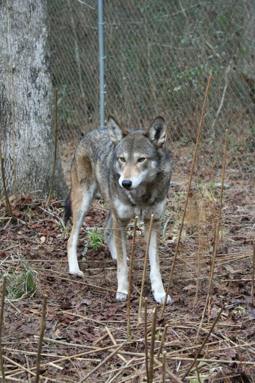 a lone wolf standing near the fence of his enclosure