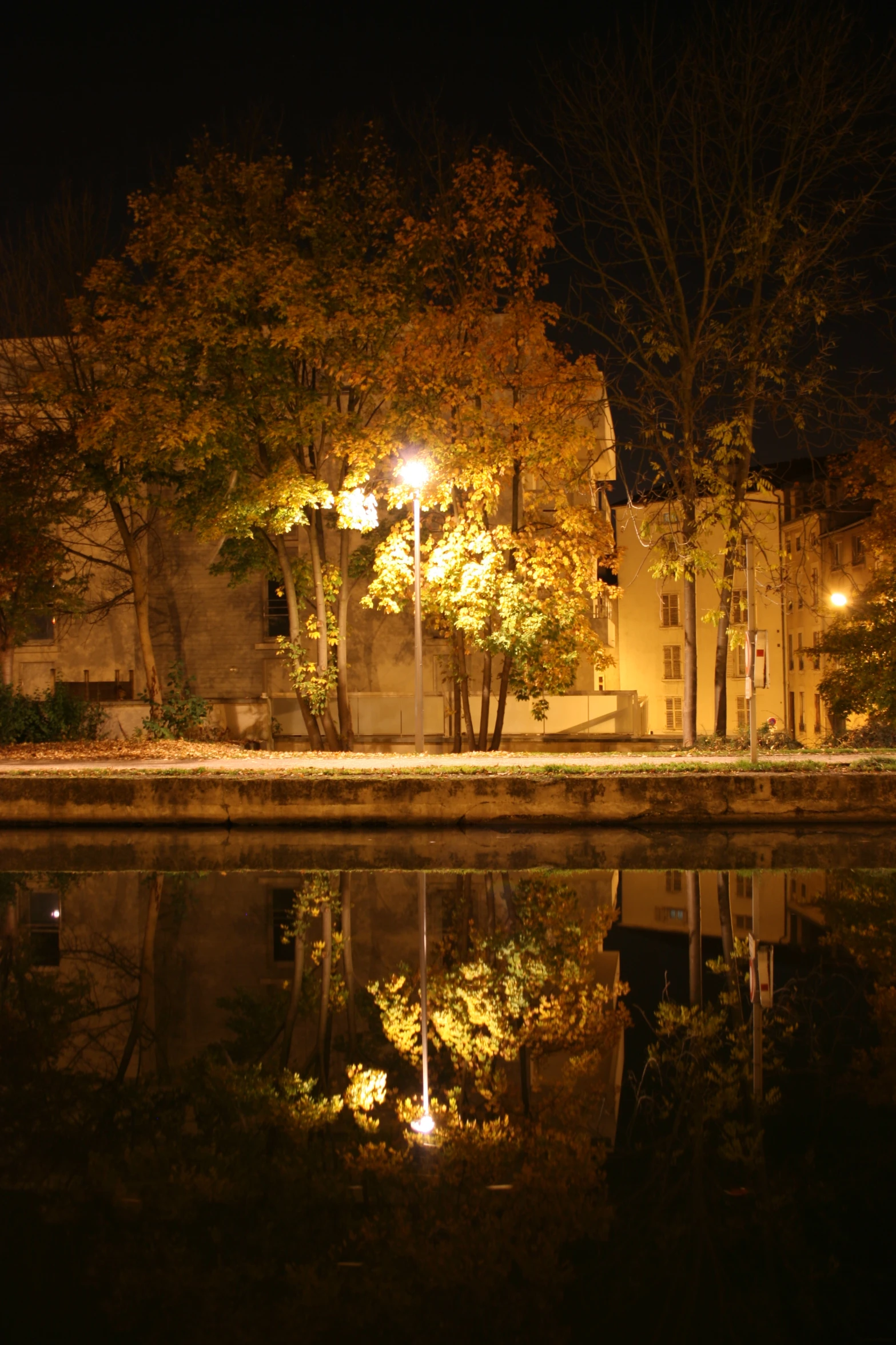 the trees are illuminated by street lamps reflecting in the water