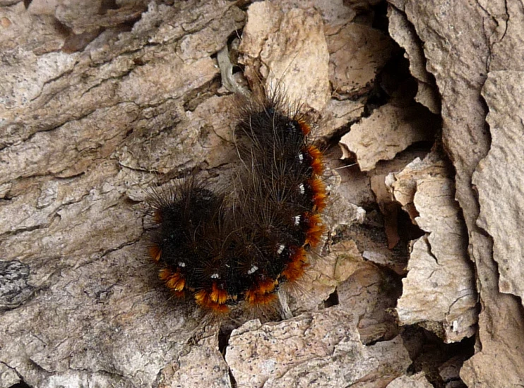 a caterpillar sitting on some rocks