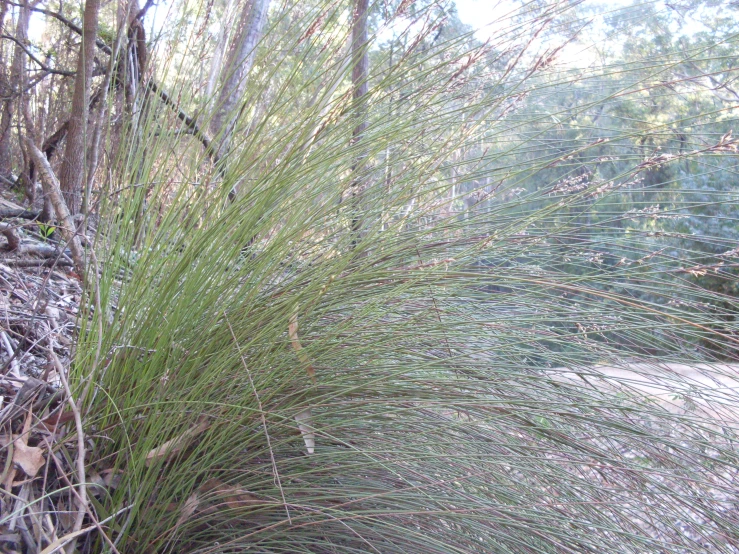 a green grass bush is growing beside some trees