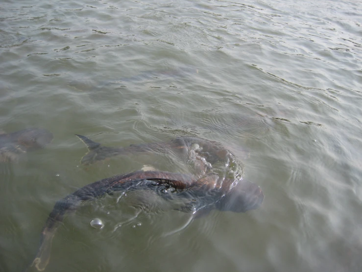 large fish swimming in calm water with other large objects nearby