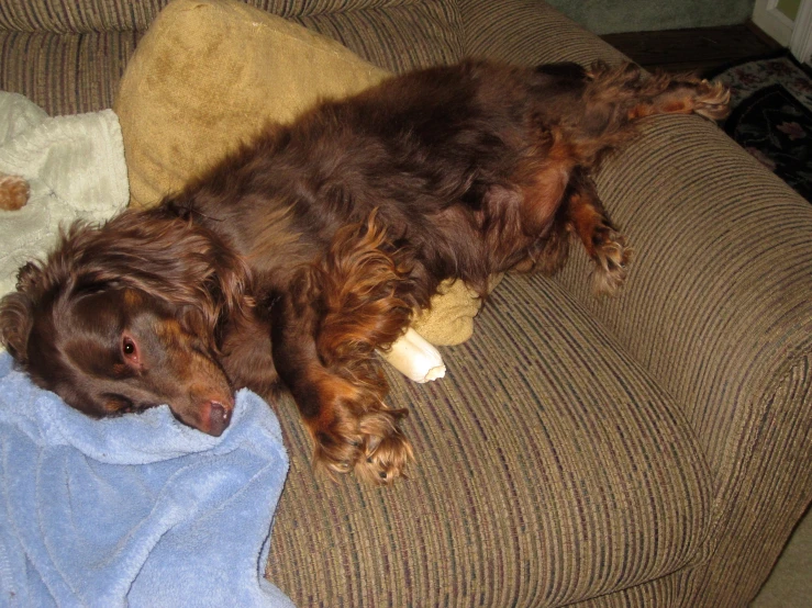 a dog lying on the back of a couch next to a teddy bear