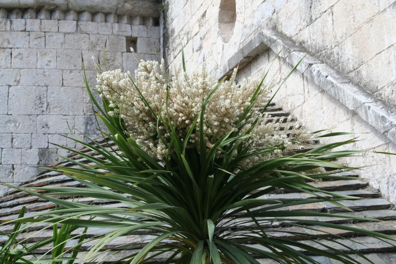 the plant is growing near a wall