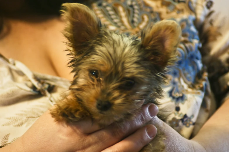 a dog being held in the arms of a lady