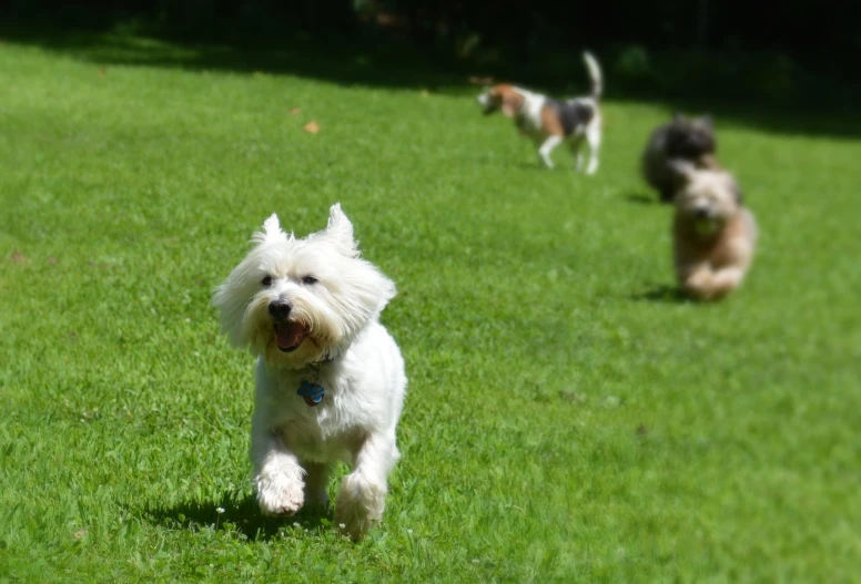 a few small dogs are playing with each other