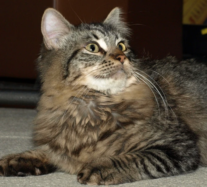 a fluffy gray cat laying on a rug