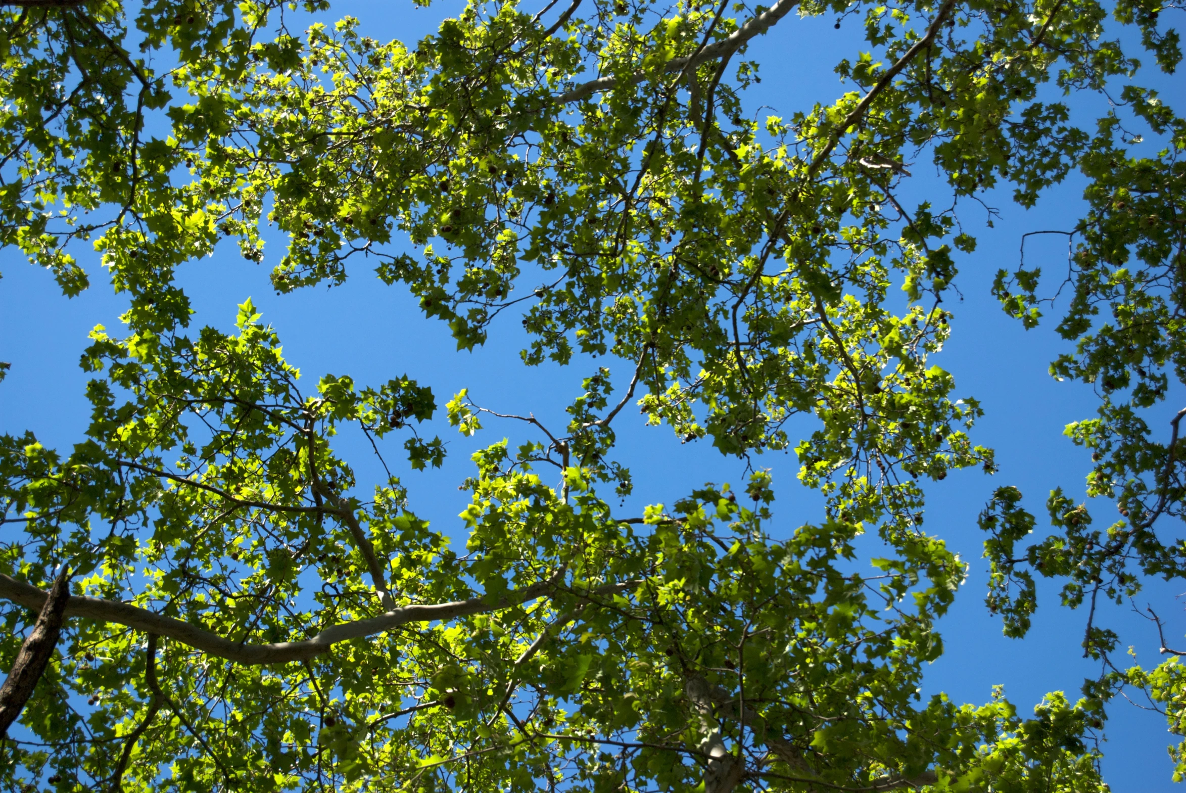 a bird perched on top of a tree nch