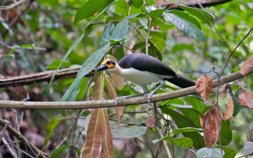 a bird sits on a tree nch surrounded by foliage