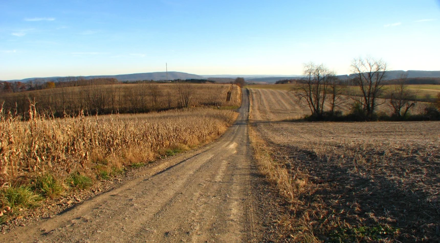 a dirt road surrounded by grass and trees