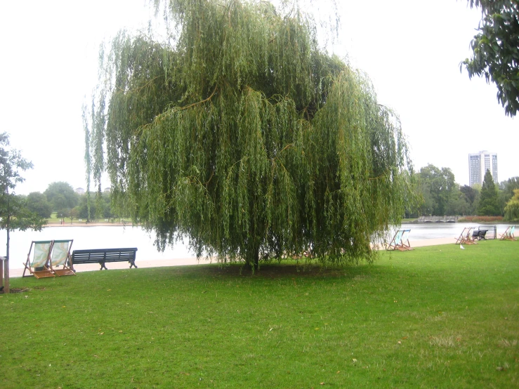 a bench under a large tree next to a body of water