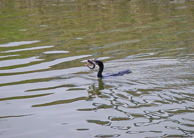 a single duck swimming in the water near a grassy shore