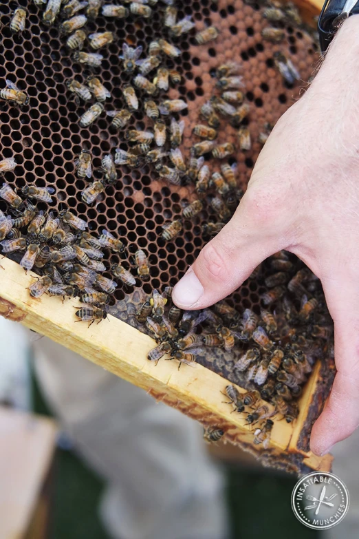 a man wearing a red shirt with his fingers pointing towards a swarm of bees