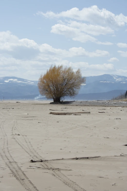 a lone tree in the middle of a deserted landscape