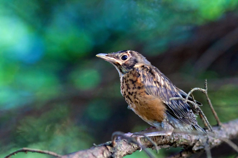 a bird is sitting on a nch in the woods