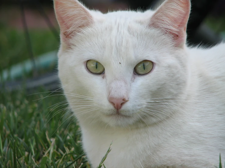 a white cat with green eyes looking up at the camera