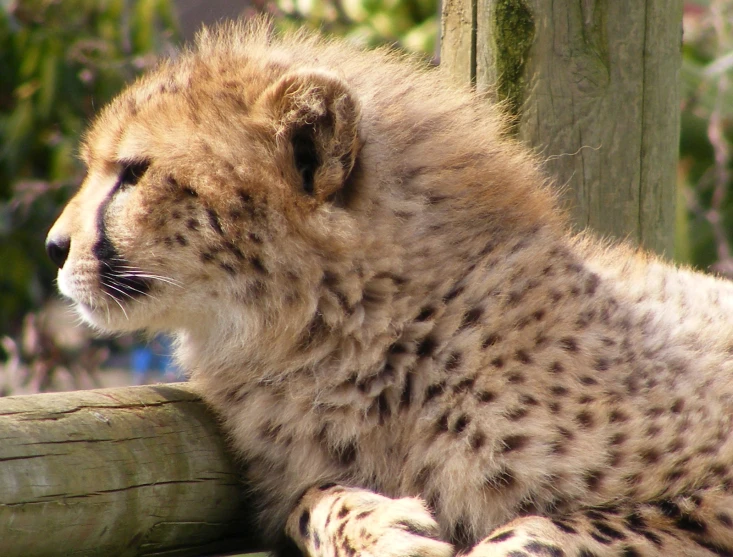 a close up of a cheetah on top of a wooden fence