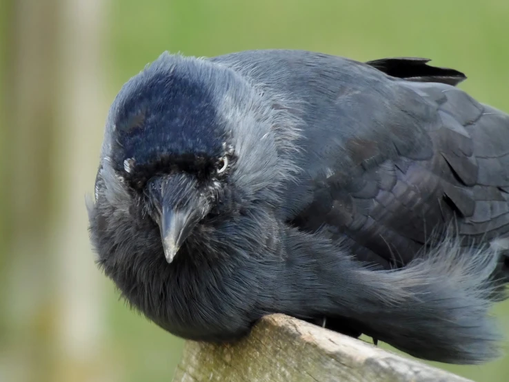 black bird sitting on wooden perch in yard