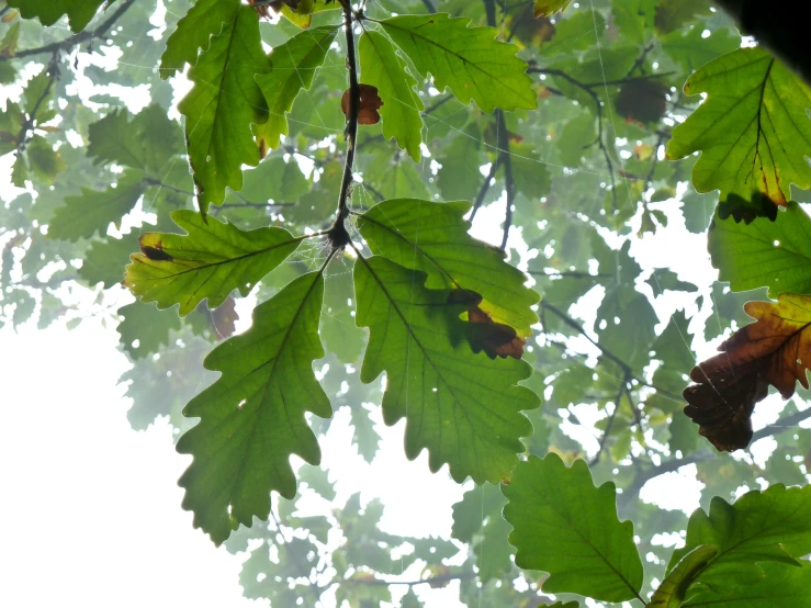 a view of the leaves from below on a white sky