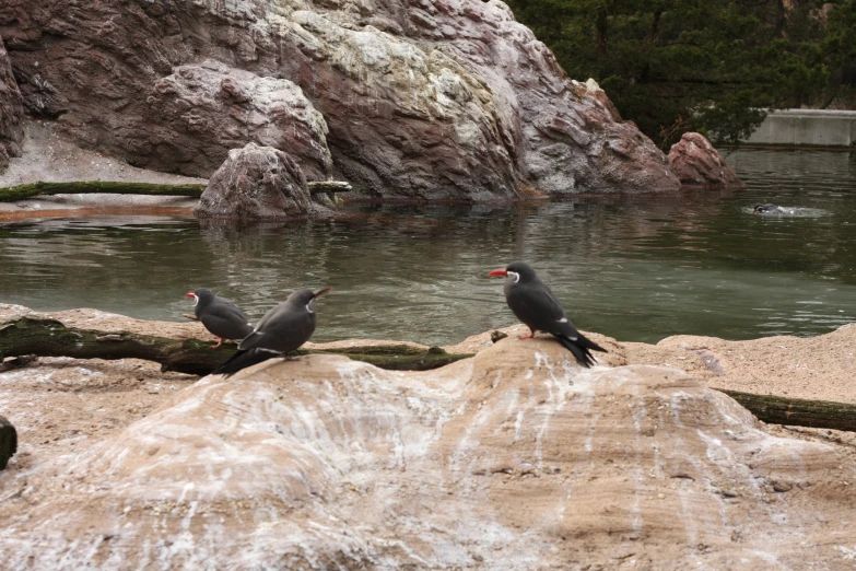 two black birds perched on top of rocks in front of water