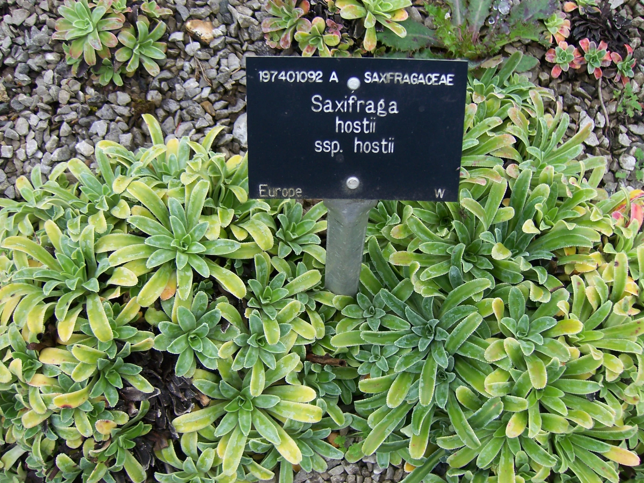 a close up view of plants with leaves in the foreground