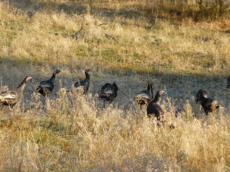 some birds are in the tall grass by the road