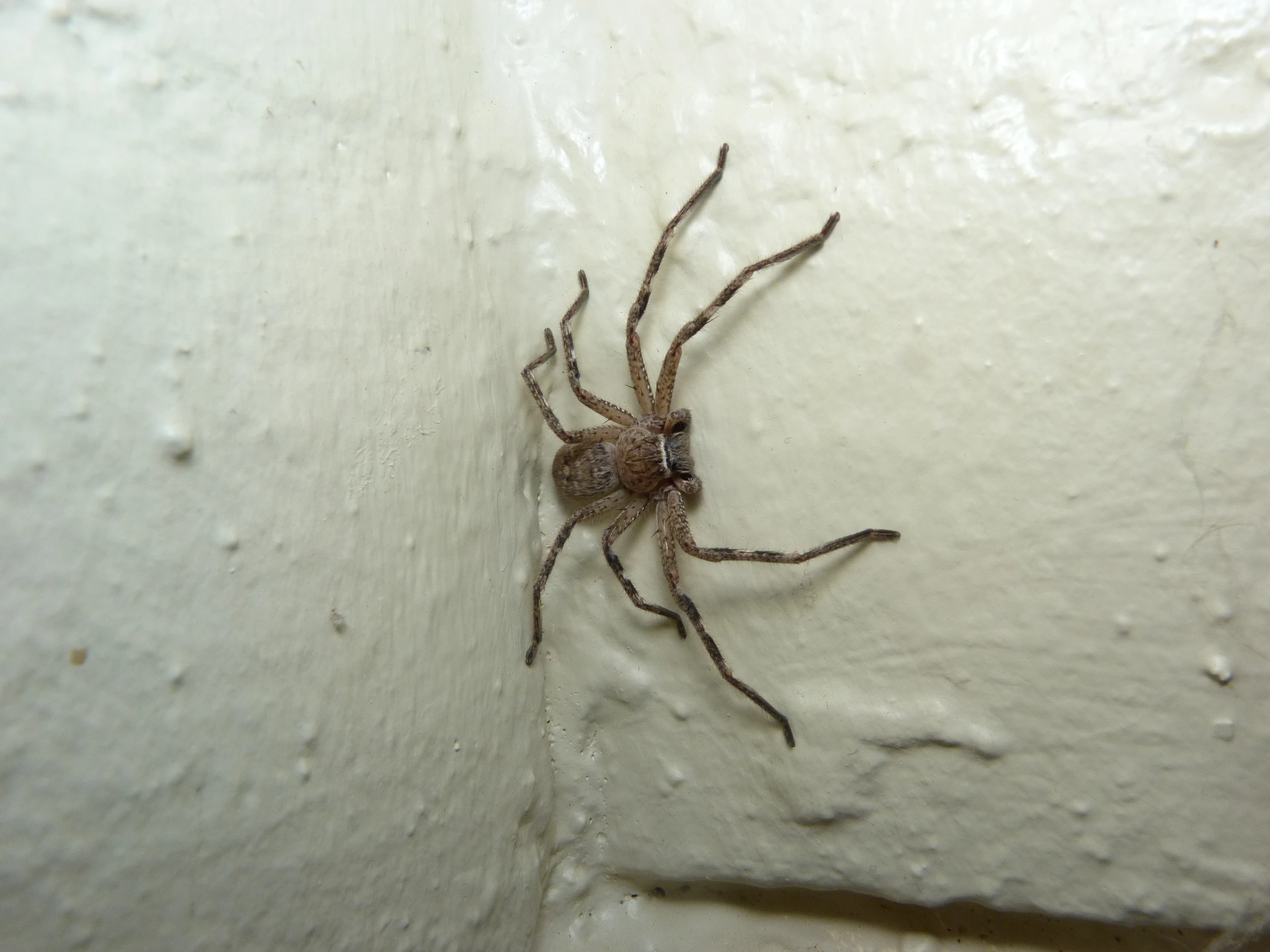 a brown spider is hanging out on a wall