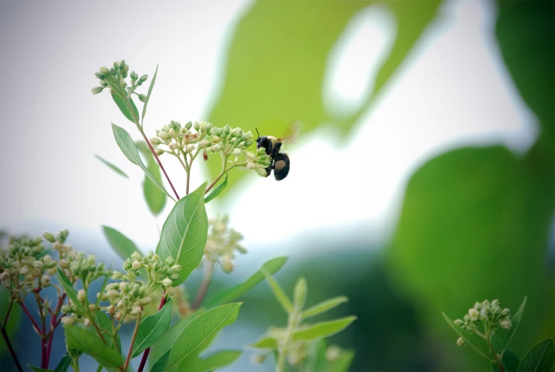 a close - up image of a flower and a insect