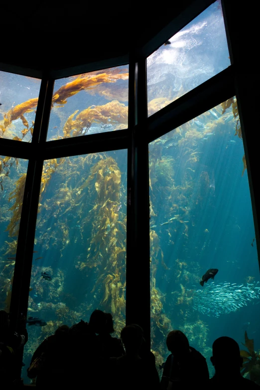 people in the window are watching fish under water