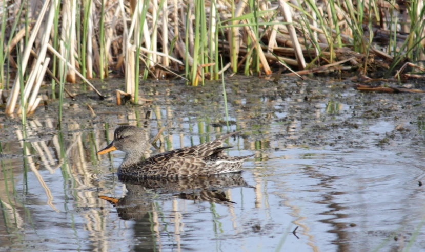 a duck is swimming in a pond among the reeds