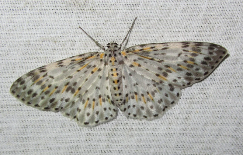 a close up of a white erfly on a glass background