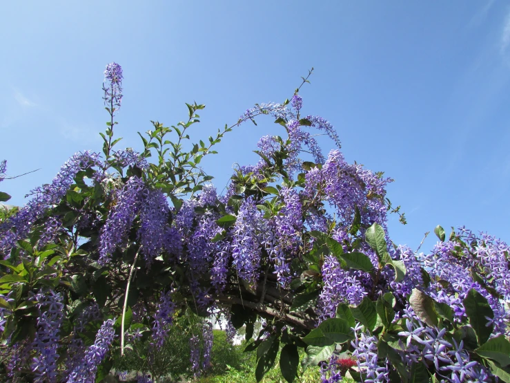 purple flowers are blooming on trees and the sky is very bright