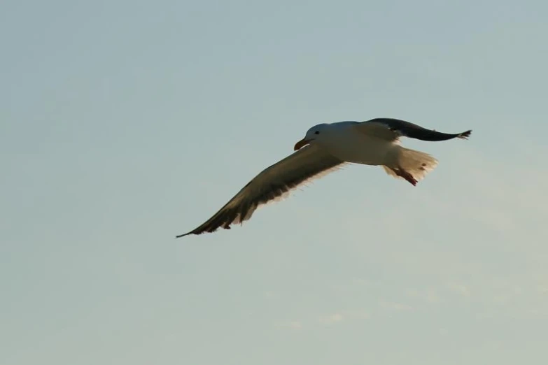 a seagull soaring in the clear blue sky