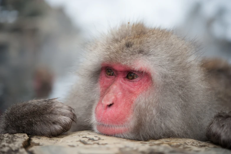 a close up of a monkey with red eyes
