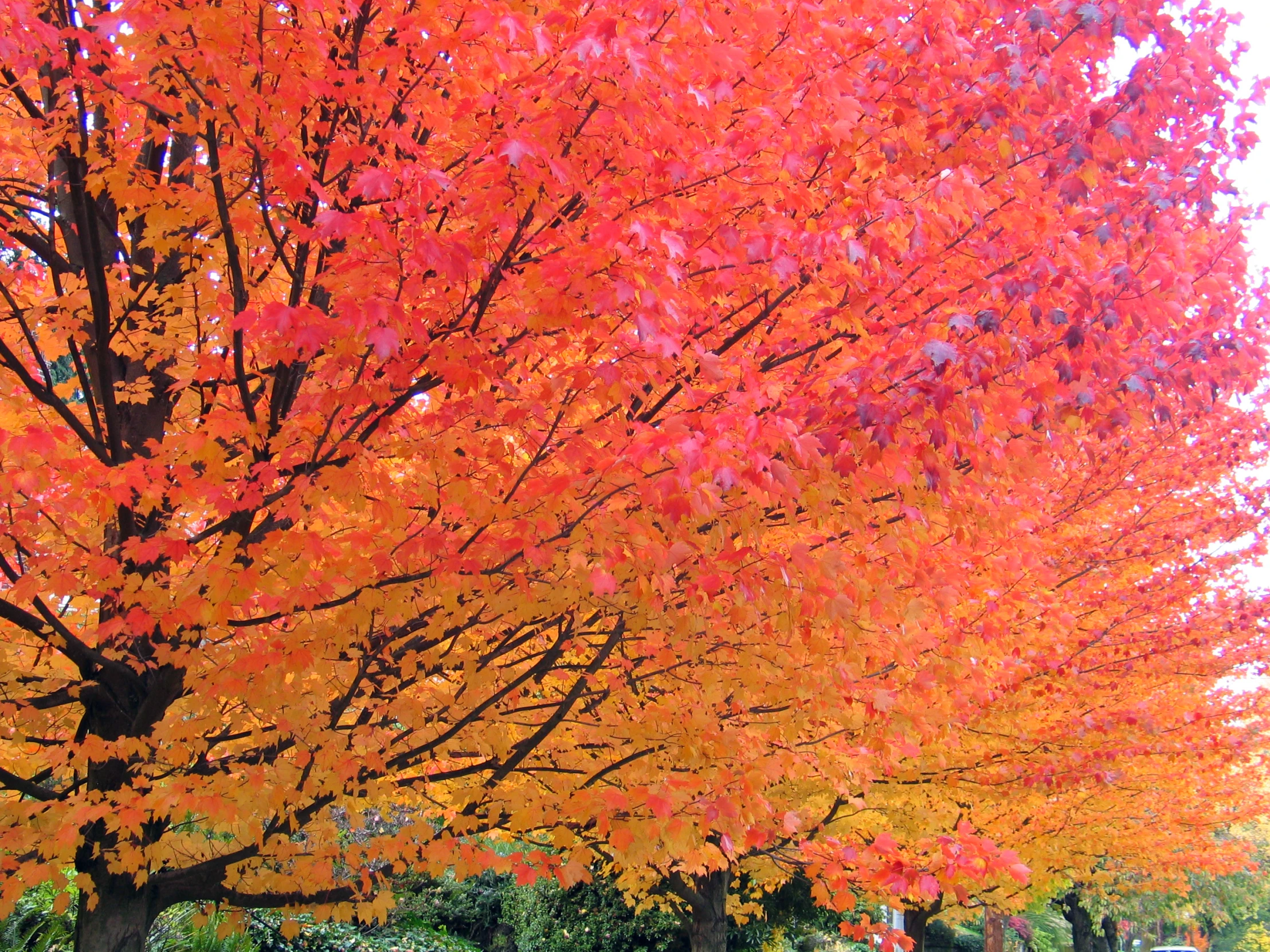 trees displaying vint autumn leaves in a park