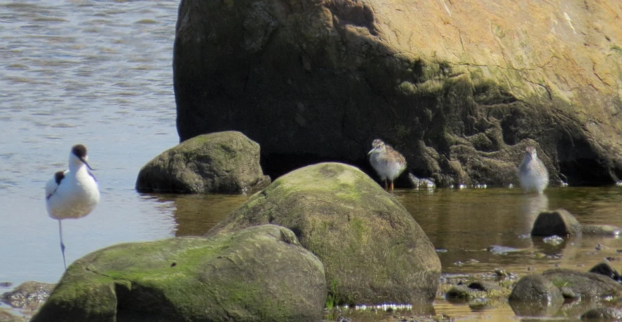 four birds are standing near some rocks in the water