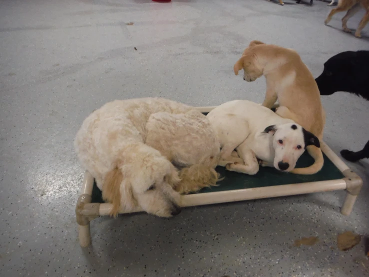 three dogs in a bed with each laying down
