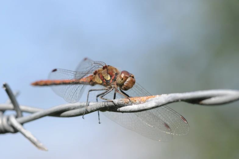 a small brown dragonfly sitting on top of a wire