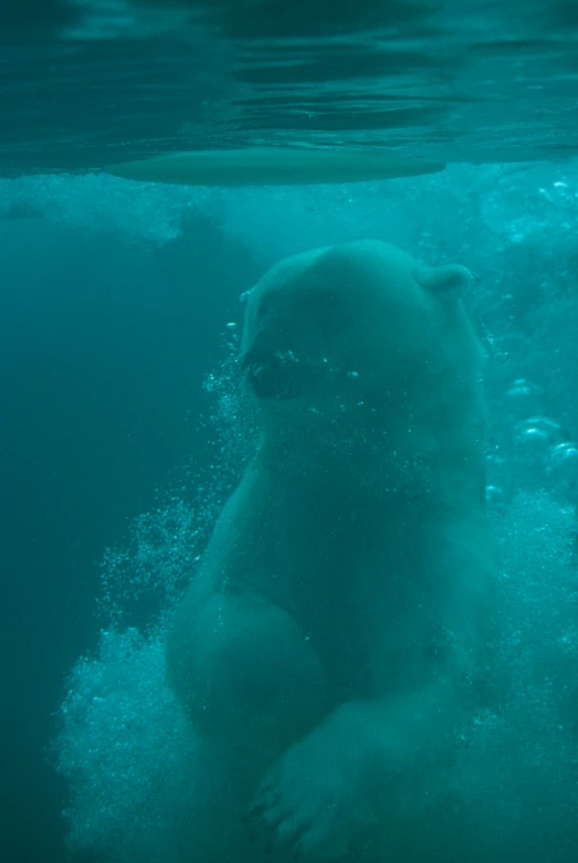 a large underwater polar bear standing in the water