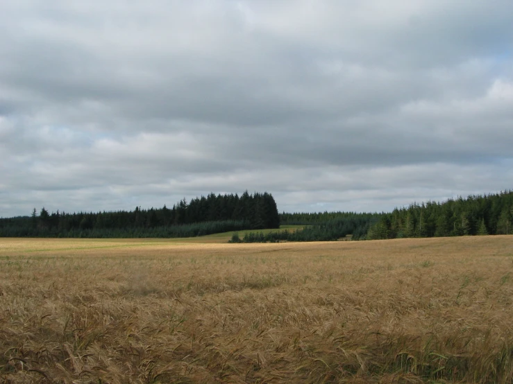 large field with trees in the distance on cloudy day