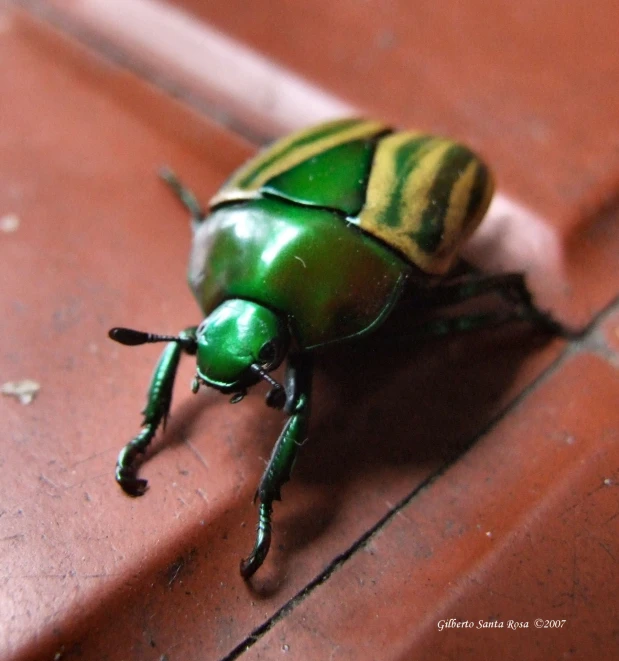 a close up of a green bug sitting on the ground