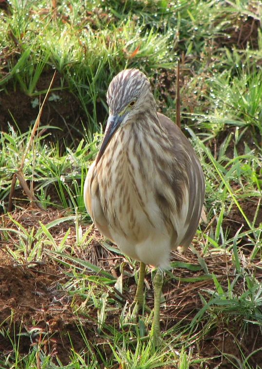 a bird in the grass looking back