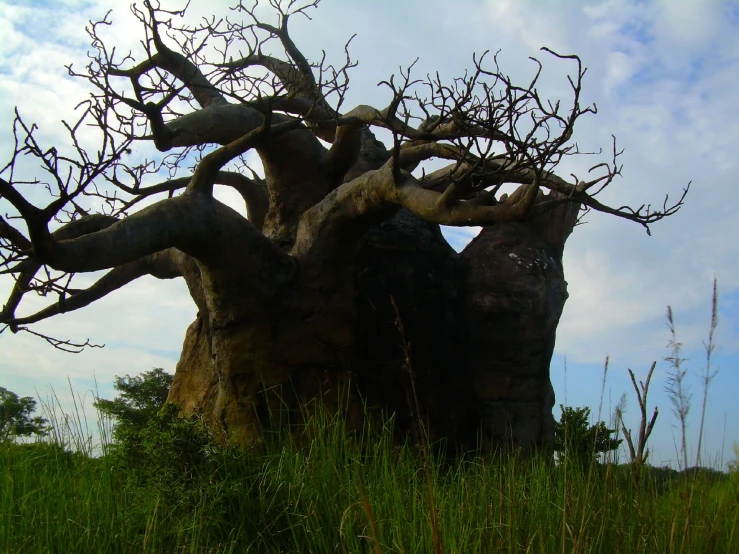 a very large tree with no leaves is in the middle of the grass