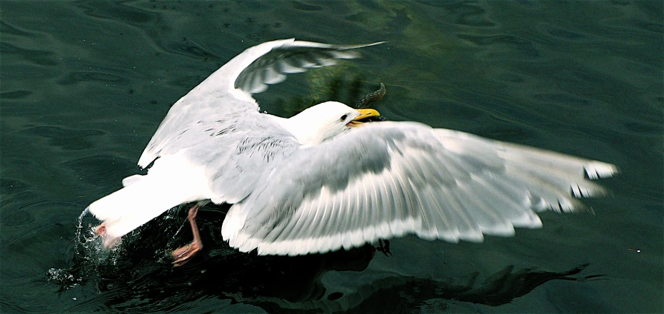 a goose flaps it's wings as it swims