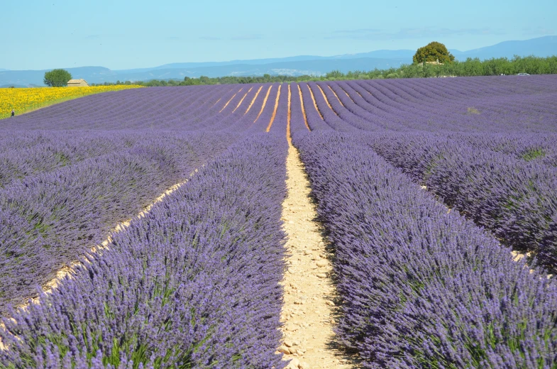 two yellow stripes on a lavender field