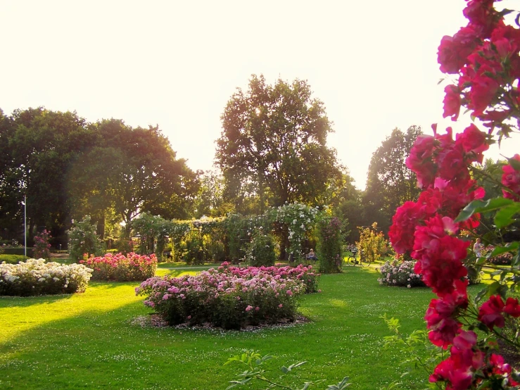 the view out of a garden shows a lush green lawn with rows of pink flowers