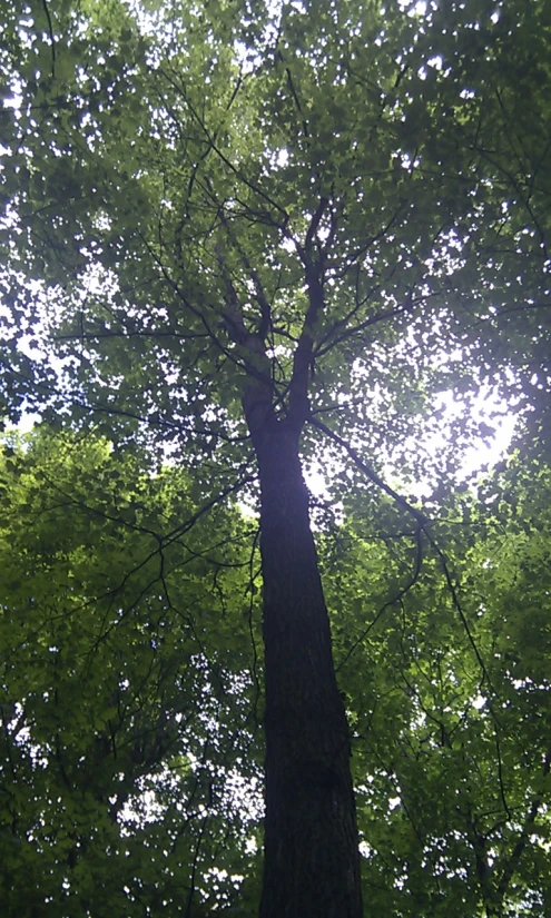 sunlight streaming into the forest through some trees