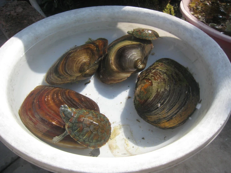 three clamshells in a white bowl sitting on cement